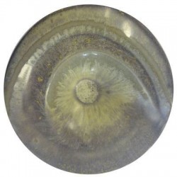 Ivoire vintage – brillant