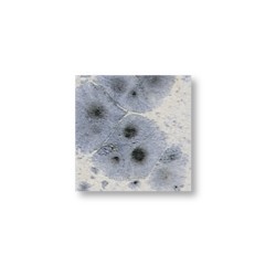 Mistral  – brillant soyeux